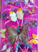 Vlinder Taxidermie volledige montage - Morpho blue - 56 cm -
