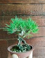 Bonsai Pinus thunbergi (Japanse zwarte den) - Hoogte (boom):