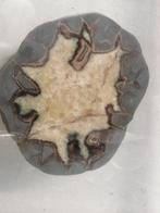 Geoide Septariano - Utah - Calcite, Aragonite, Calcaire,, Verzamelen, Mineralen en Fossielen