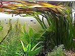 Aquariumplant - Vallisneria Giganthea Rubra bos, Dieren en Toebehoren, Vissen | Aquaria en Toebehoren, Nieuw, Verzenden