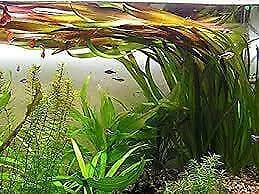 Aquariumplant - Vallisneria Giganthea Rubra bos, Dieren en Toebehoren, Vissen | Aquaria en Toebehoren, Verzenden