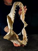kaak van de makohaaien Taxidermie volledige montage - Isurus