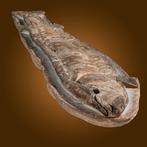 toll ontvangen snabelfisch - Gefossiliseerd dier - Vinctifer