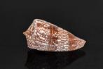 Zeeslak  GEM  Skelet - Conus amadis - der Nachtjäger  - 0, Verzamelen, Nieuw
