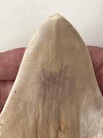 Grosse dent de mégalodon de 14,3 cm - Dent fossile -