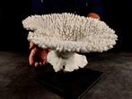 uitzonderlijke koraal tafel Taxidermie volledige montage -
