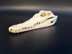 Nijlkrokodil Schedel - Crocodylus niloticus - 5.5 cm - 8.5, Verzamelen, Dierenverzamelingen, Nieuw