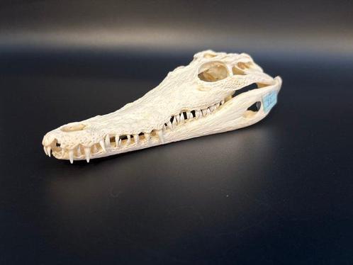 Nijlkrokodil Schedel - Crocodylus niloticus - 5.5 cm - 8.5, Verzamelen, Dierenverzamelingen