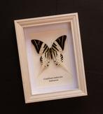 Vlinder Taxidermie volledige montage - Graphium androclas -, Verzamelen, Nieuw