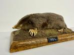 Mol Taxidermie volledige montage - Talpa europaea - 7.5 cm -, Nieuw
