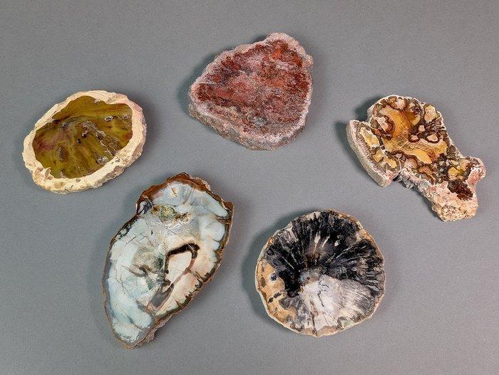 Fossiel hout - Gefossiliseerd hout - Slice - 10.5 cm - 6.2, Verzamelen, Mineralen en Fossielen