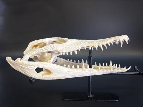 Nijlkrokodil Schedel - Crocodylus niloticus - 6 cm - 10.5 cm, Verzamelen, Dierenverzamelingen