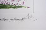 Salvador Dali (1904-1989) - Allium Christophii pilique