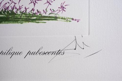 Salvador Dali (1904-1989) - Allium Christophii pilique, Antiek en Kunst, Antiek | Overige Antiek