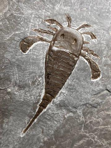 Faucheur de mer - Carapace fossilisée - Eurypterus