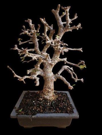 Portulacaria afra Écorce de liège - Hauteur (arbre) : 30