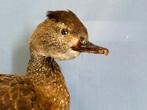 Gevlekte fluitende eend Taxidermie volledige montage -