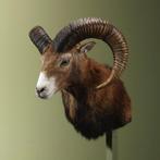 Moeflon Taxidermie Opgezette Dieren By Max, Verzamelen, Ophalen of Verzenden, Nieuw, Wild dier, Opgezet dier