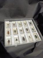 insectes Support de corps entier pour taxidermie - Insetti, Collections