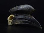 Black-casqued Hornbill Schedel - Ceratogymna atrata - 0 cm -, Collections