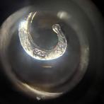 Argento 925. Ammonite fossile. - Broche - Mahajanga,