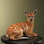 Sitatoenga Jong Taxidermie Opgezette Dieren By Max, Verzamelen, Dierenverzamelingen, Ophalen of Verzenden, Nieuw, Wild dier, Opgezet dier