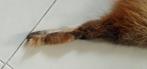 Rode vos Taxidermie volledige montage - Vulpes - 1.2 cm - 20, Nieuw