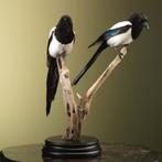 Ekster Koppel Taxidermie Opgezette Dieren By Max, Ophalen of Verzenden, Nieuw, Vogel, Opgezet dier