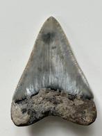 Dent de mégalodon 6,2 cm - Dent fossile - Carcharocles