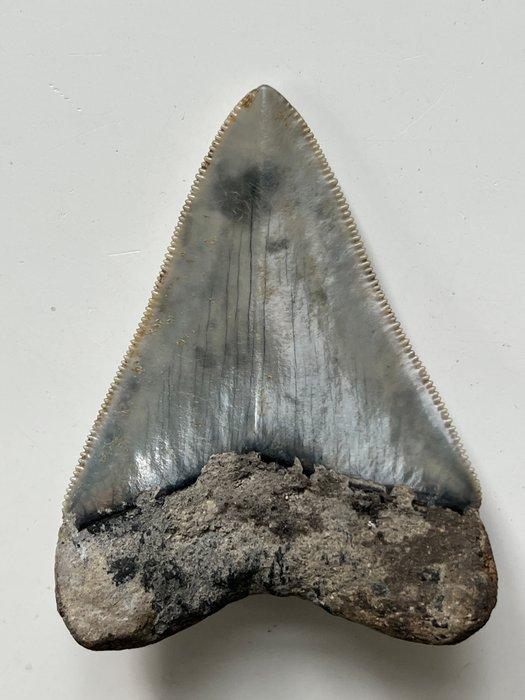Dent de mégalodon 6,2 cm - Dent fossile - Carcharocles, Antiek en Kunst, Curiosa en Brocante