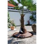 NIEUW - Beschermhoes wortel palmboom, Verzenden