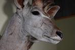 Greater Kudu Shoulder-mount - Schedel - Tragelaphus, Verzamelen, Dierenverzamelingen, Nieuw