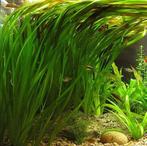 Aquariumplant - Vallisneria Spiralis bos (Aquariumplanten), Dieren en Toebehoren, Verzenden, Nieuw, Plant(en), Steen of Hout