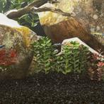 vidaXL Aquariumzand 10 kg 0,2-2 mm zwart, Dieren en Toebehoren, Verzenden, Nieuw