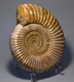 Ammoniet - Gefossiliseerd dier - Kranaosphinctes sp. - 19.4