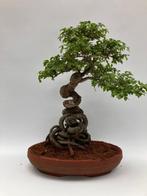 Japanese iep bonsai (Zelkova) - Hoogte (boom): 44 cm -