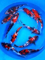 Hirasawa Marusei 29-34cm (Japanse Koi), Ophalen of Verzenden