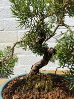 Bonsaï Genévrier (Juniperus) - Hauteur (arbre) : 28 cm -