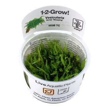 Tropica Vesicularia ferriei Weeping 1-2-grow! (medium), Dieren en Toebehoren, Vissen | Aquaria en Toebehoren, Nieuw, Verzenden