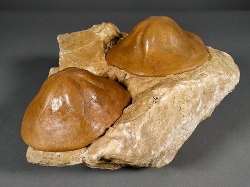 Reuzenzeesterren - Fossiel skelet - Clypeaster sp. - 15 cm -, Verzamelen, Mineralen en Fossielen