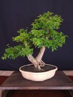 Ligustrum - Verzamelstuk - Hoogte (boom): 50 cm - Diepte