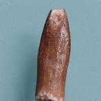 Zelden tand van Rebbachisaurus, 28 mm. - Fossiele tand - 22, Verzamelen