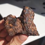 Sericho-meteoriet. Pallasiet uit Kenia - 212 g