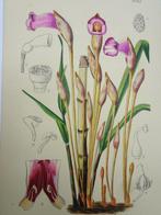 Lilian Snelling - 27 Planches du Curtiss Botanical Magazine