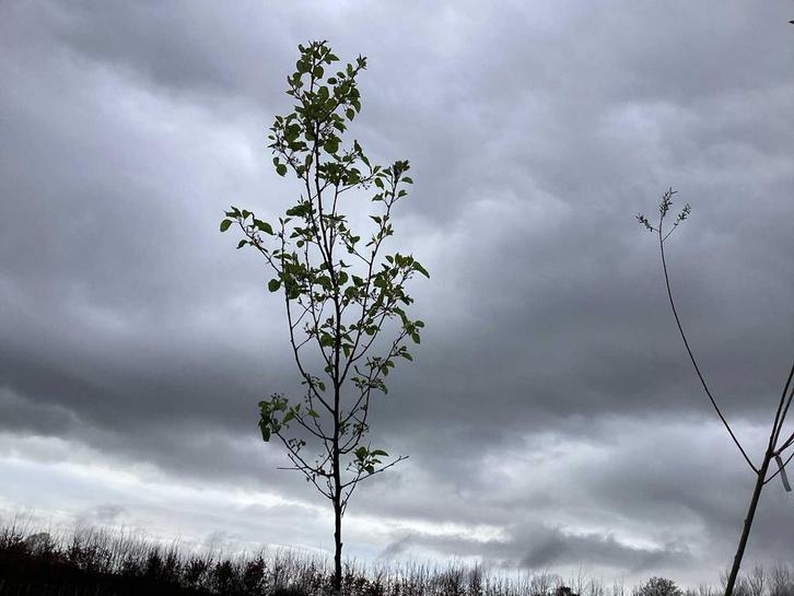 Sierboom - Pyrus Chanticleer, Tuin en Terras, Planten | Bomen