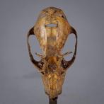 skull schedel gegraveerd - Atoni - Timor Indonesië (Zonder