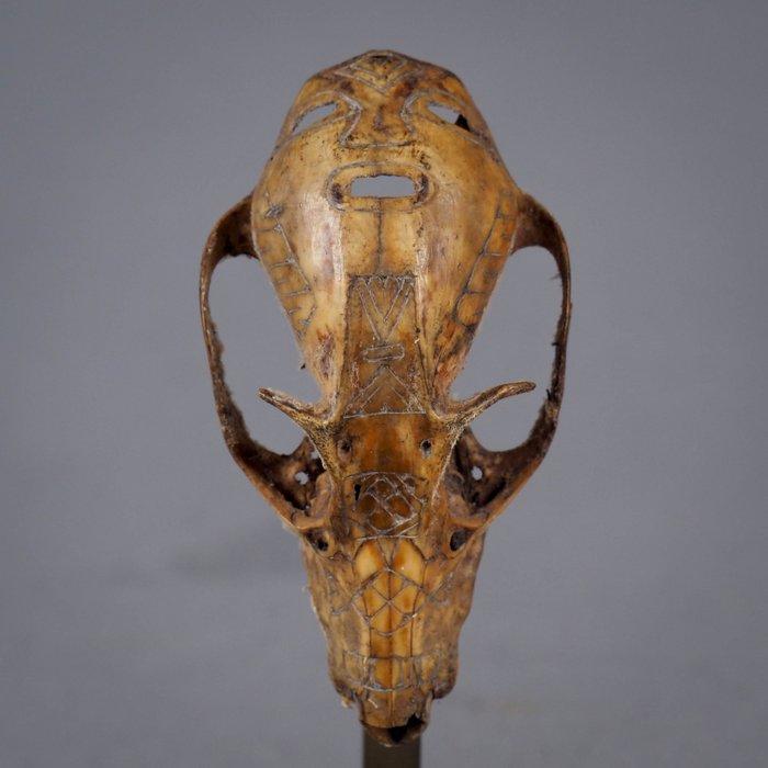 skull schedel gegraveerd - Atoni - Timor Indonesië (Zonder, Antiek en Kunst, Kunst | Niet-Westerse kunst