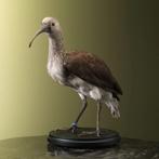 Rode Ibis Jong Taxidermie Opgezette Dieren By Max, Ophalen of Verzenden, Nieuw, Vogel, Opgezet dier