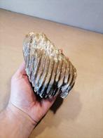 Wolharige mammoet - Fossiele kies - Mammuthus primigenius