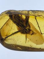 Birmese barnsteen - Barnsteen (Zonder minimumprijs)